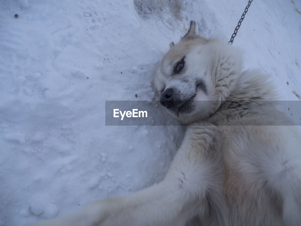 Close-up of white dog lying on snow