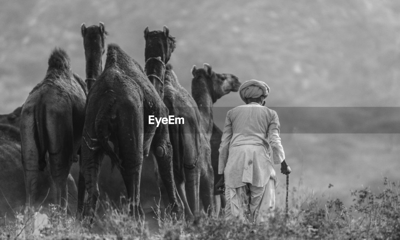 Rear view of man with camels walking on field