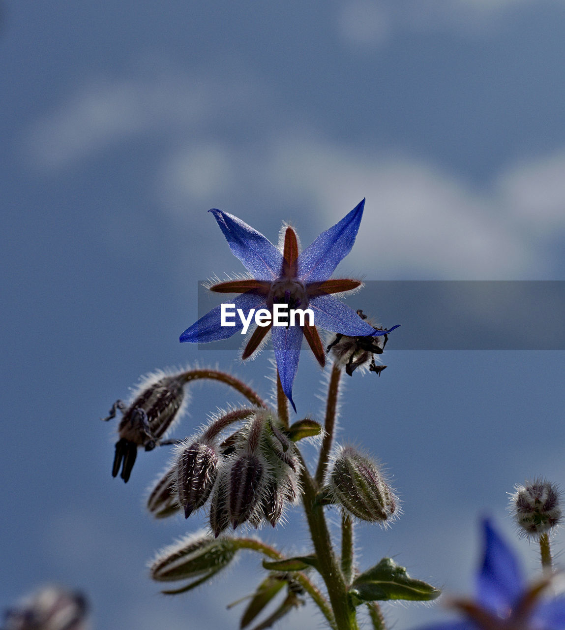 LOW ANGLE VIEW OF INSECT AGAINST CLEAR SKY