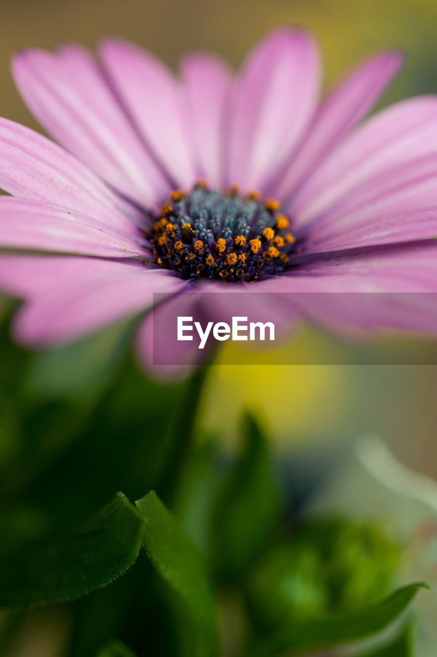 Close-up of pink flower blooming outdoors