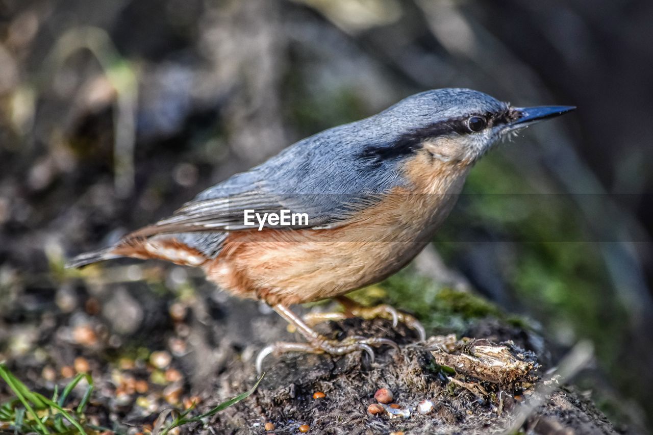Close-up of a nuthatch 