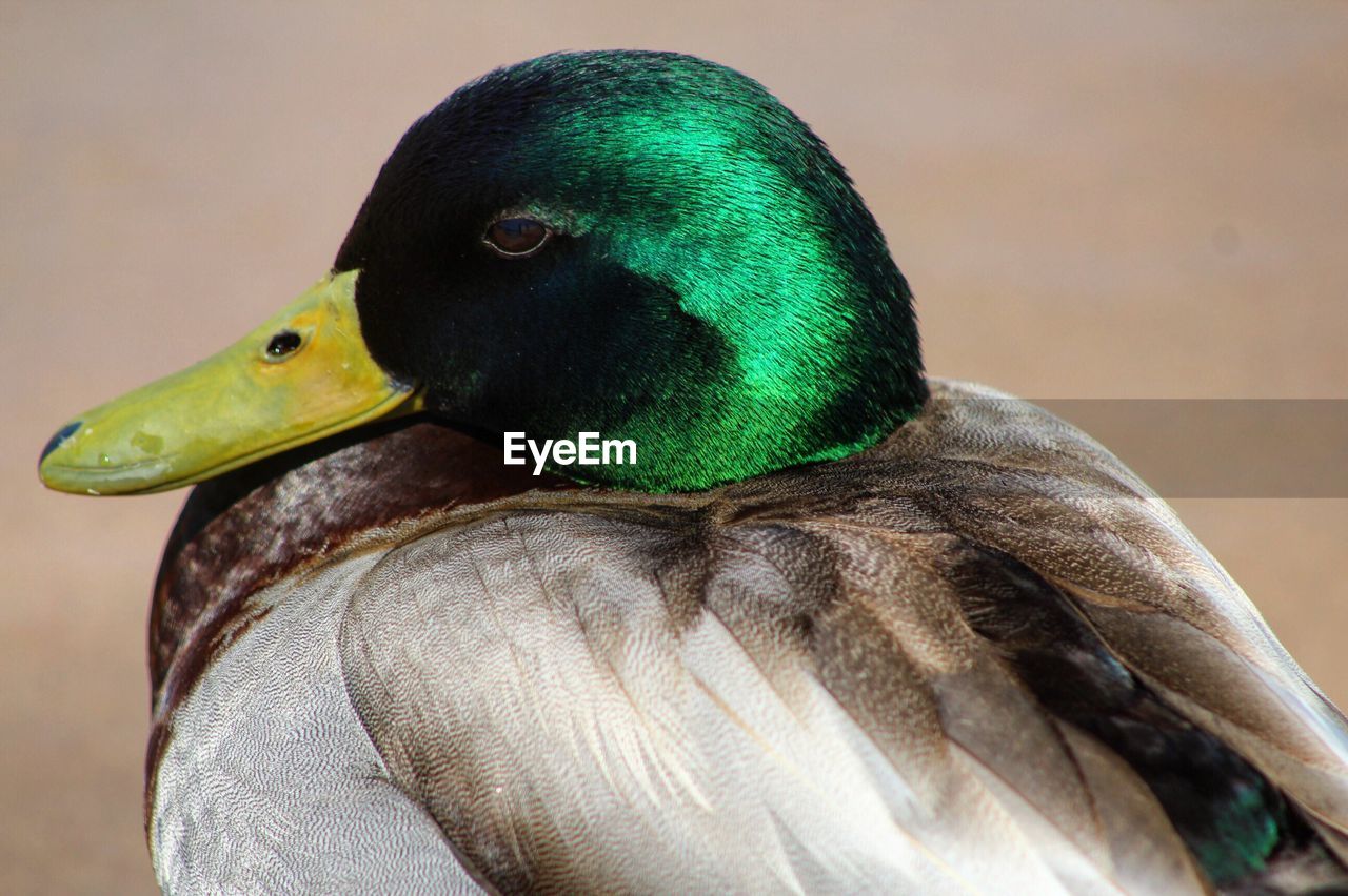 Side view of mallard duck