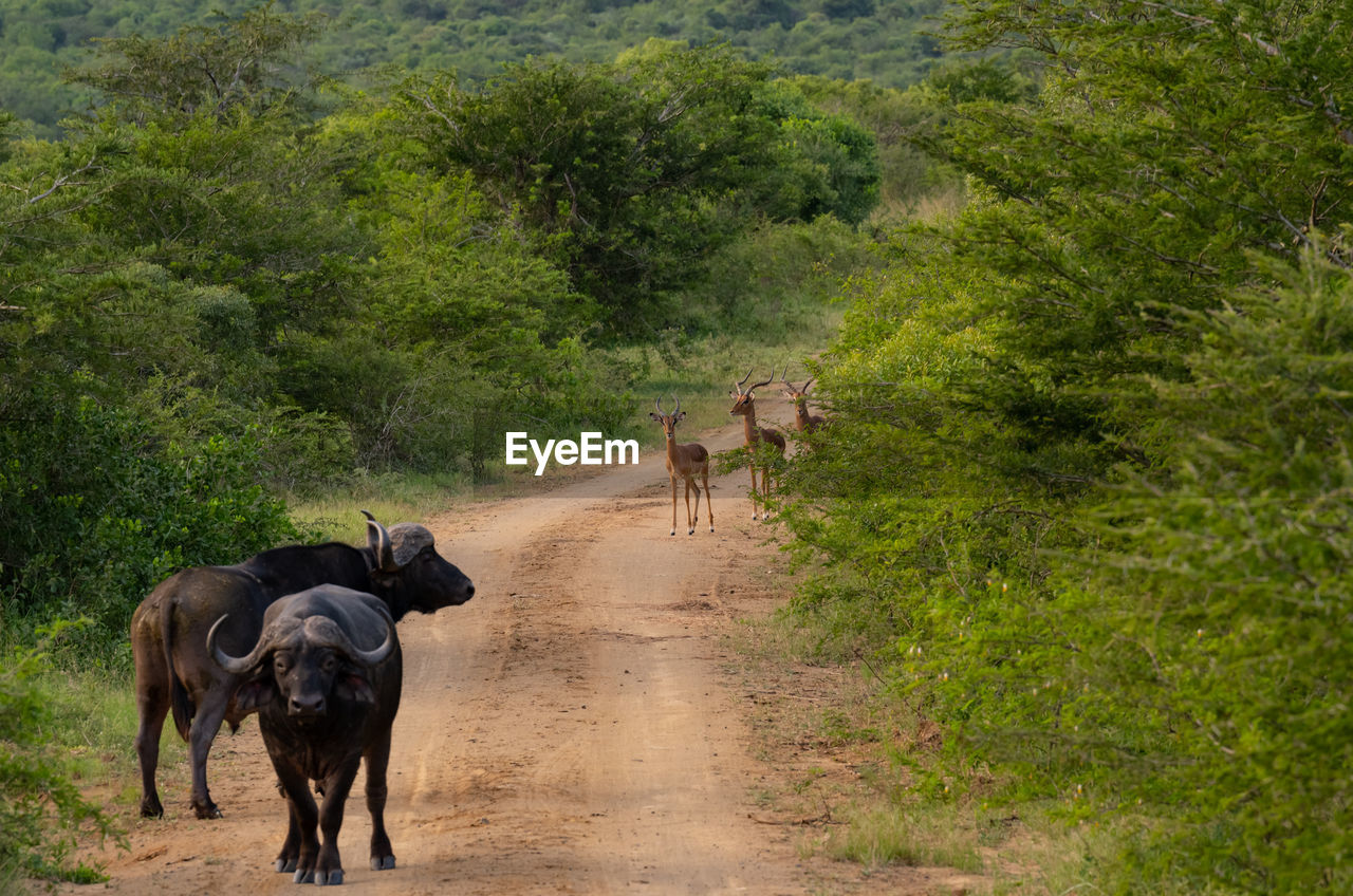 Impala and water buffalo or cape buffalo in hluhluwe national park nature reserve south africa