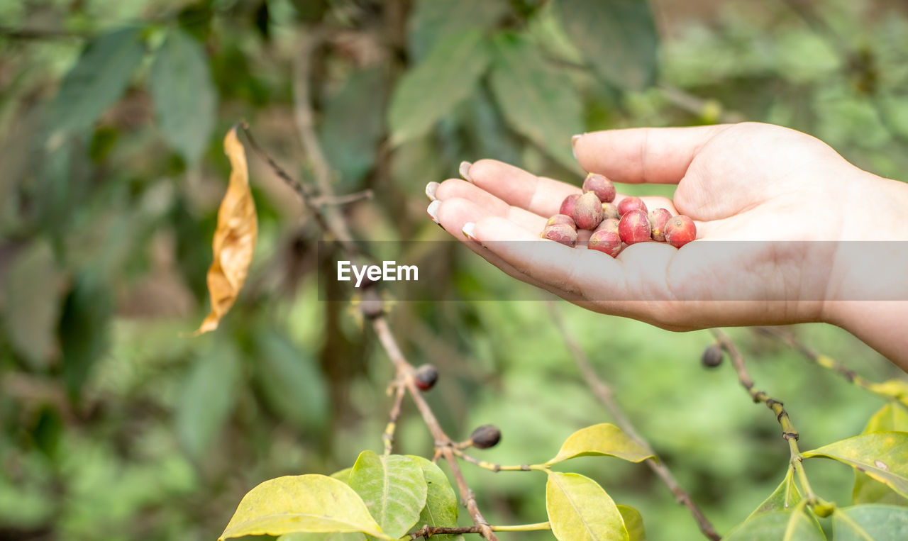 CLOSE-UP OF HAND HOLDING BERRIES