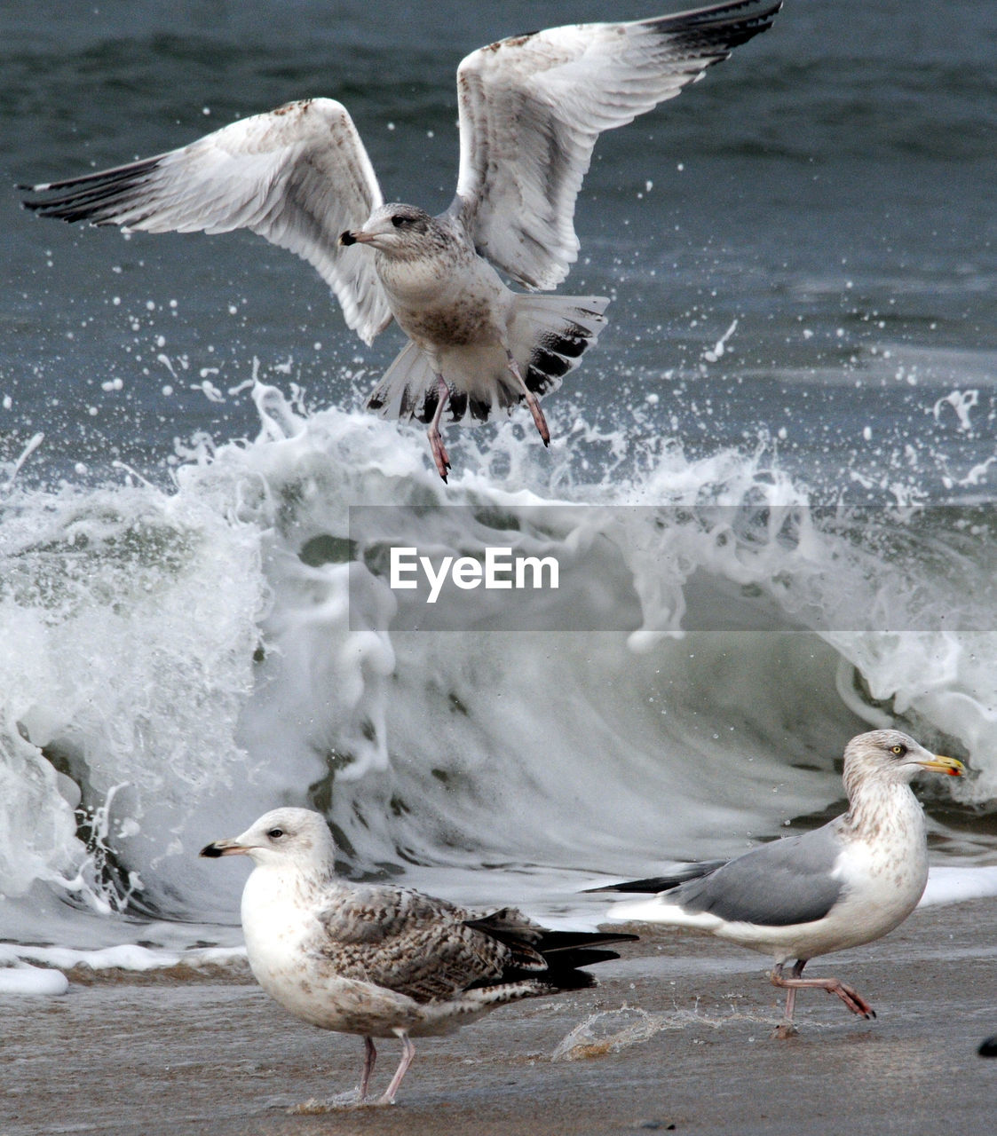 SEAGULLS AT THE SEA