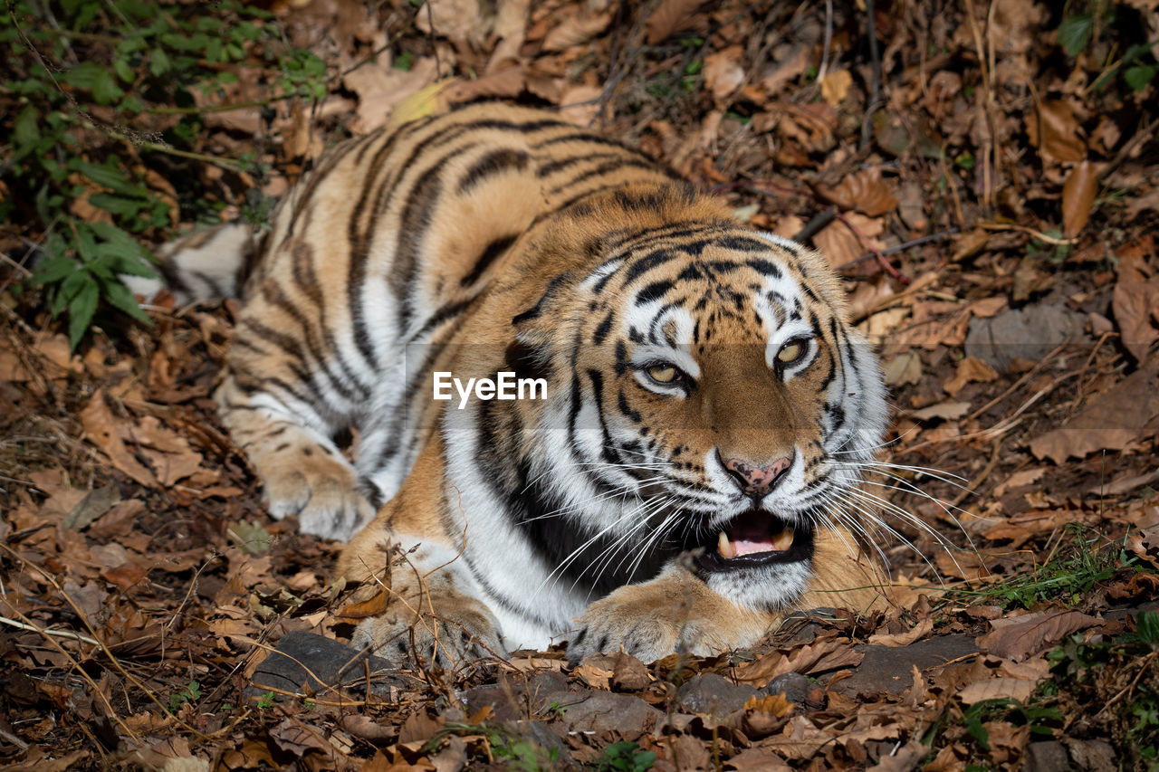 close-up of tiger on field