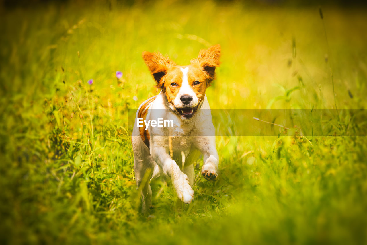 Breton spaniel female puppy running through grass. animal background. copy space on right