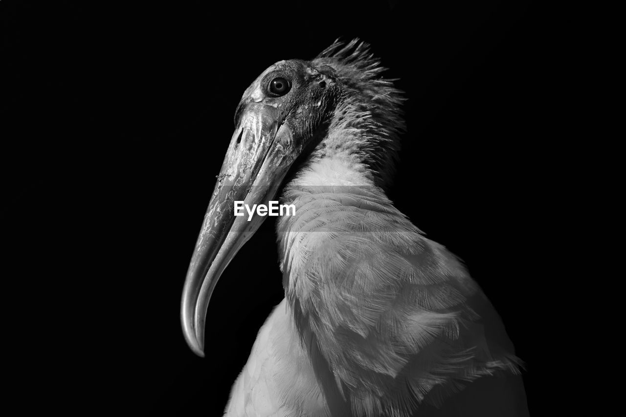 Close-up of wood stork against black background