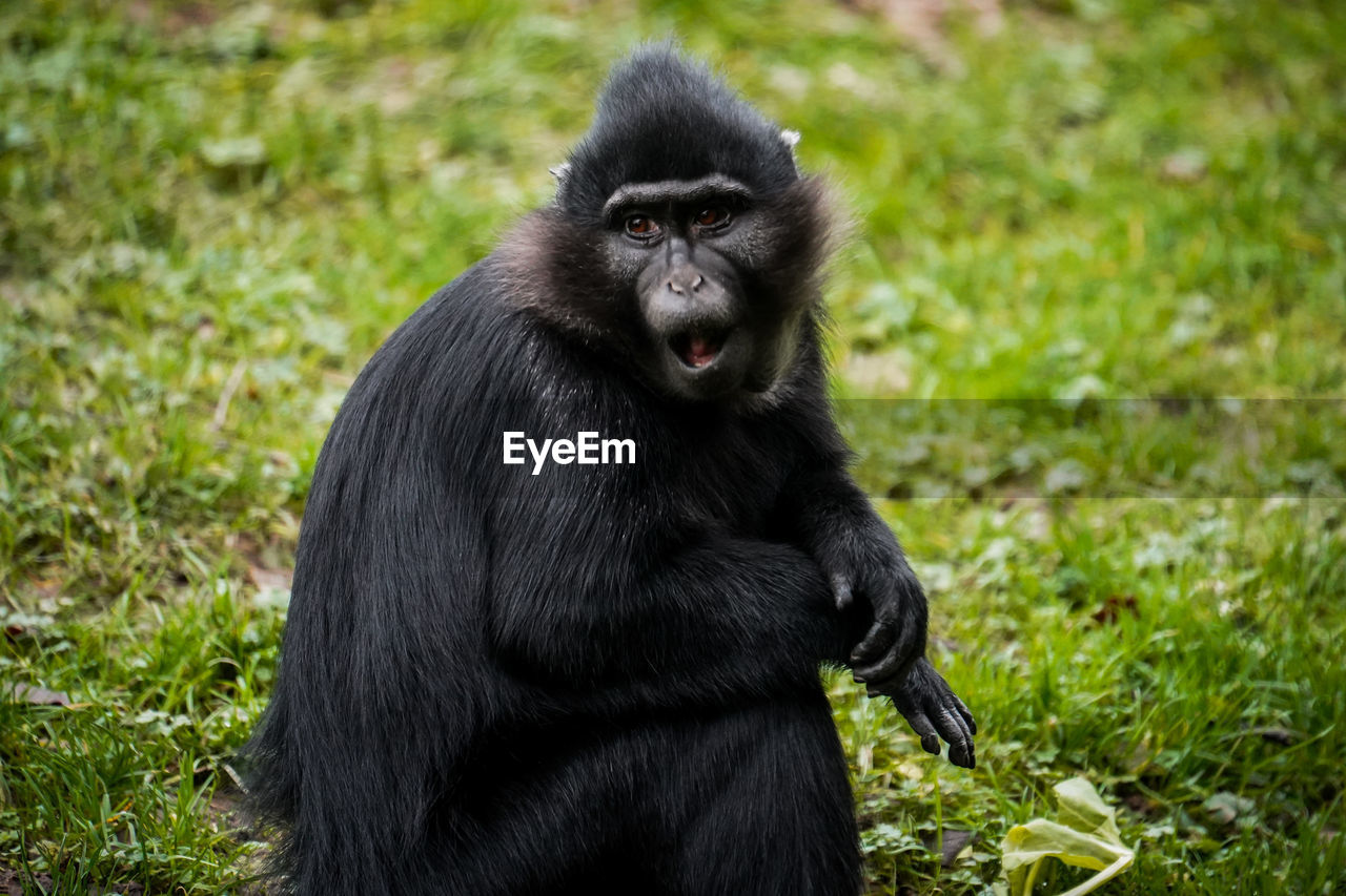 portrait of monkey sitting on field