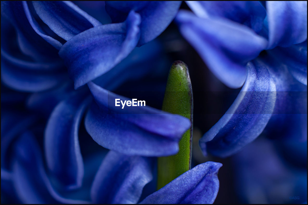 Close-up of purple flowering plant