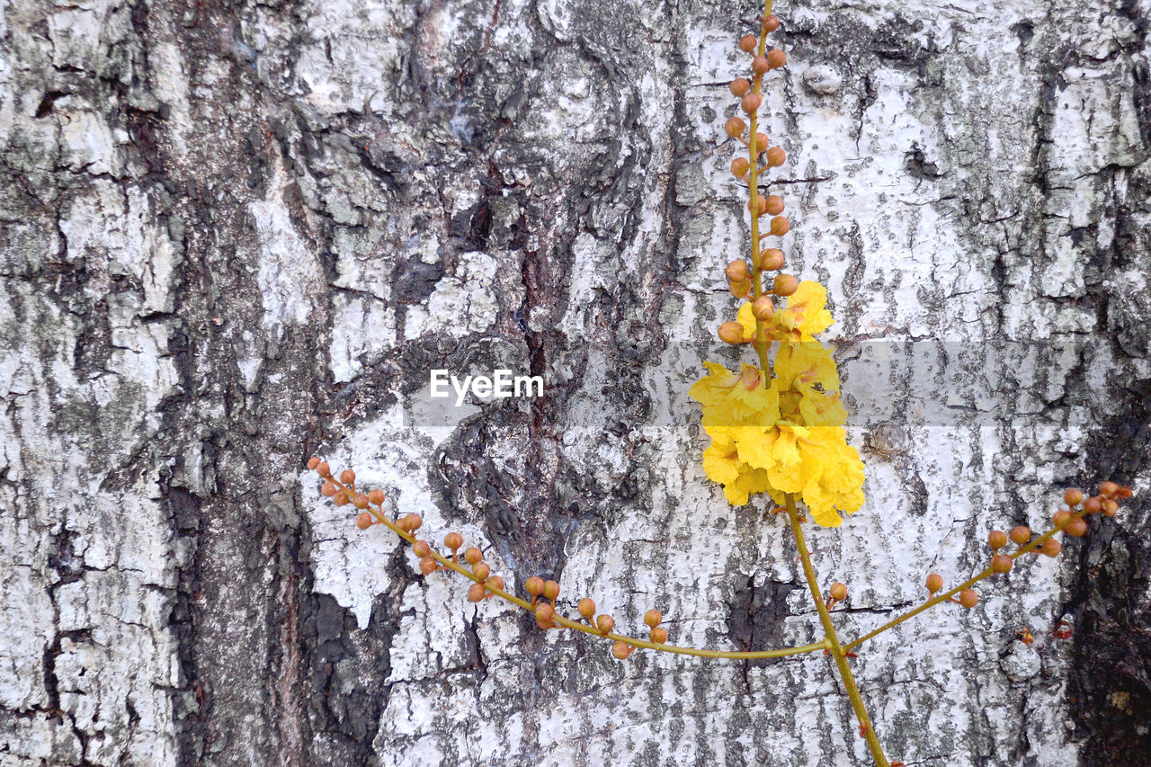 CLOSE-UP OF YELLOW LICHEN ON TREE TRUNK AGAINST ROCK