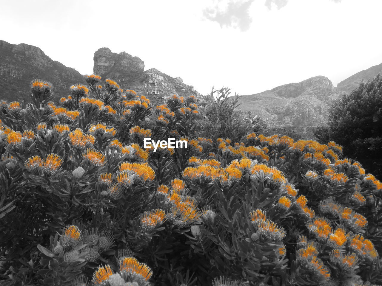 VIEW OF FLOWERS ON LANDSCAPE