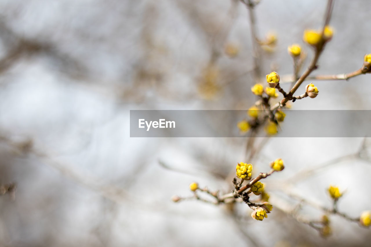 CLOSE-UP OF YELLOW FLOWER TREE