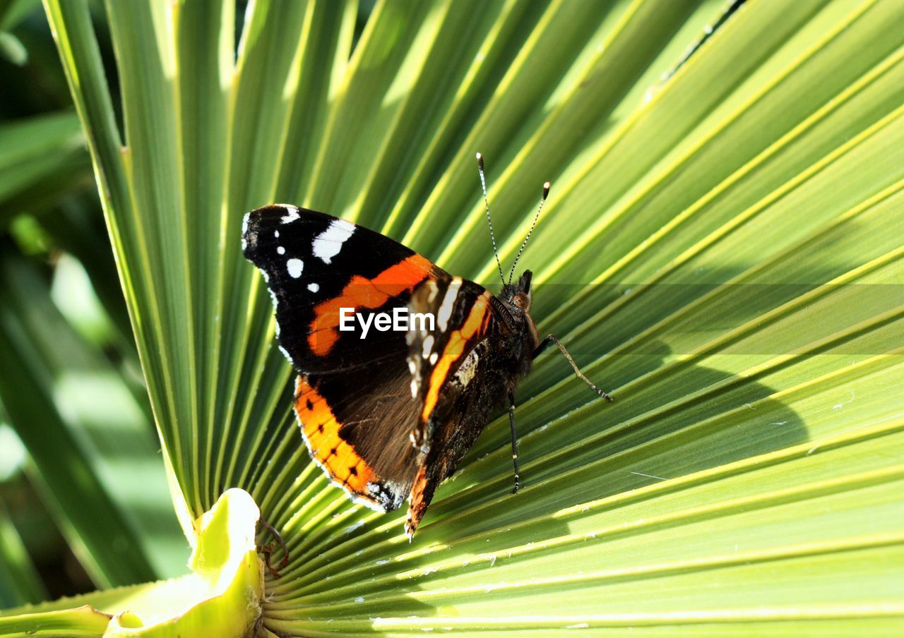 CLOSE-UP OF BUTTERFLY ON LEAF