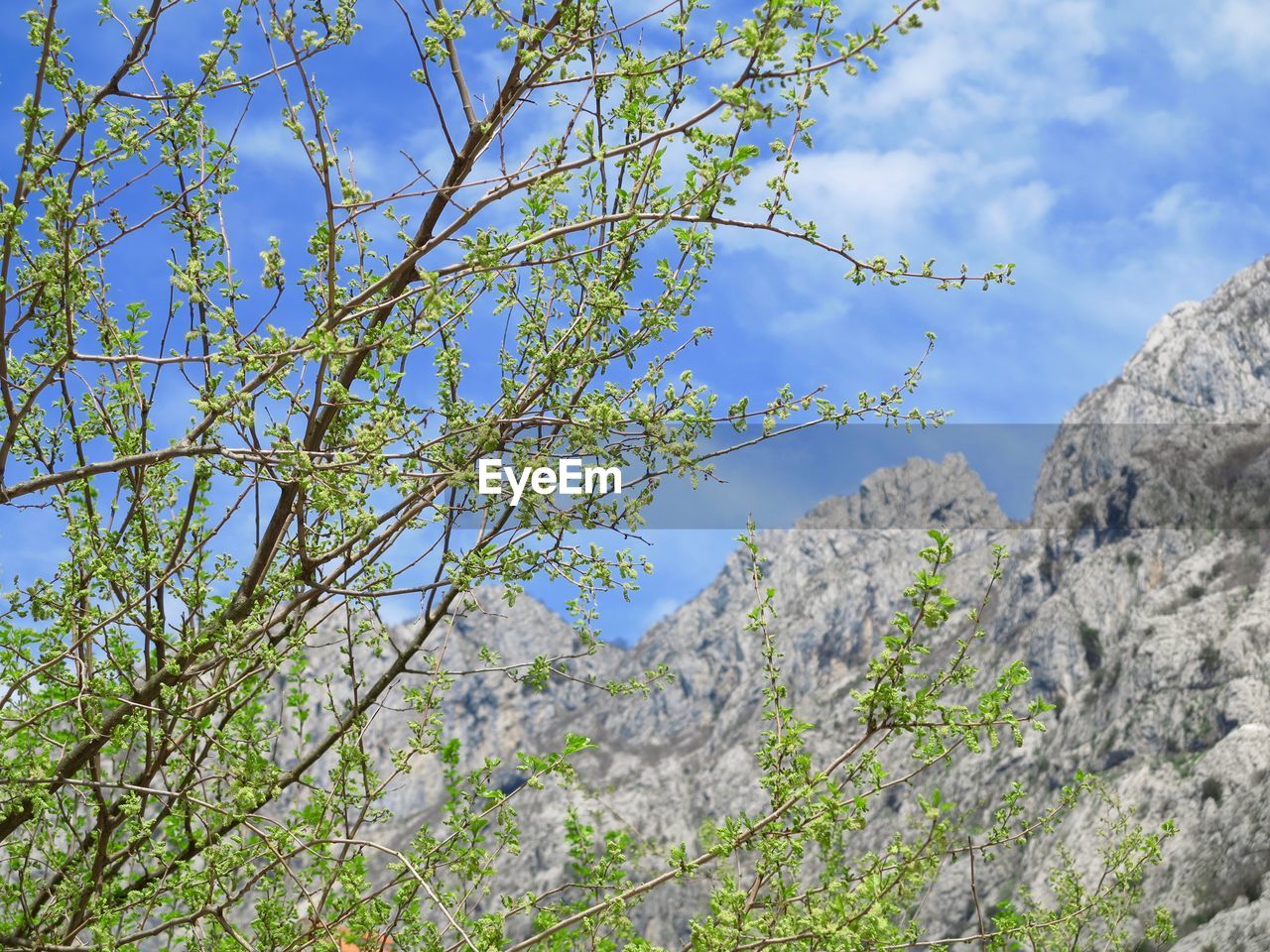 LOW ANGLE VIEW OF TREE AGAINST MOUNTAINS