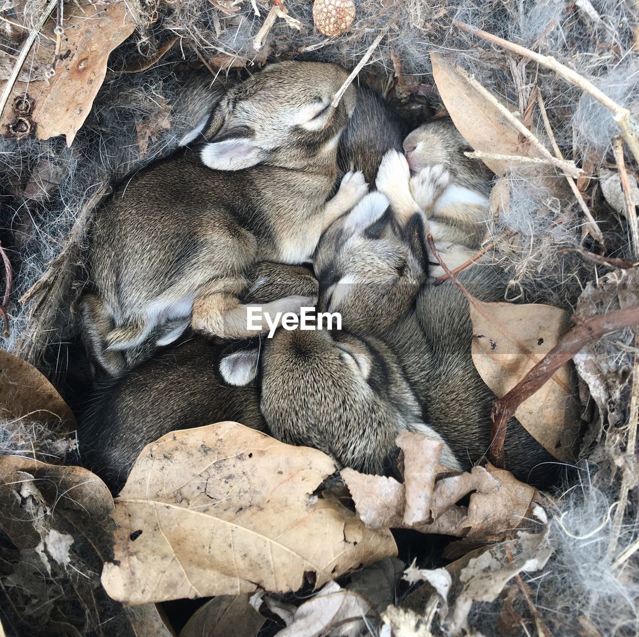 High angle view of baby rabbits sleeping in burrow