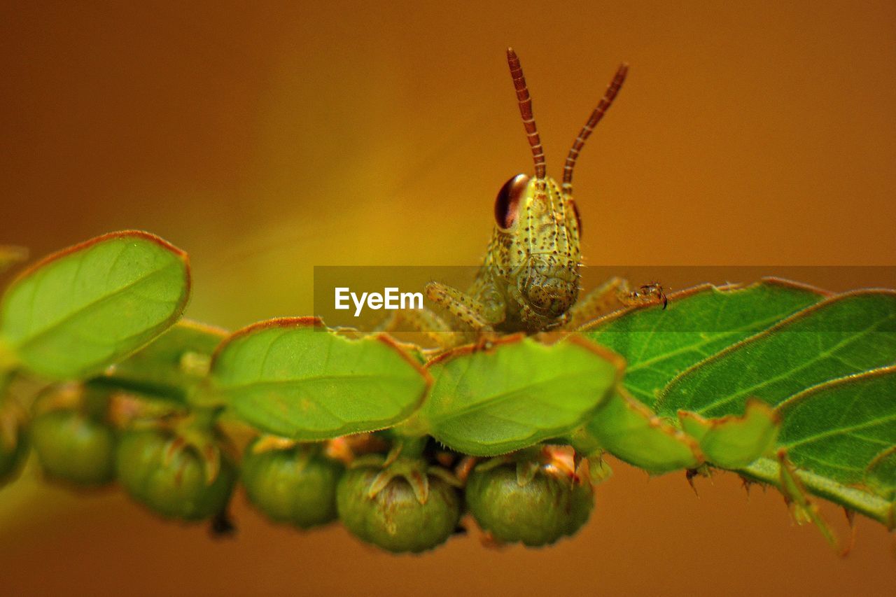 Close-up of insect on plant