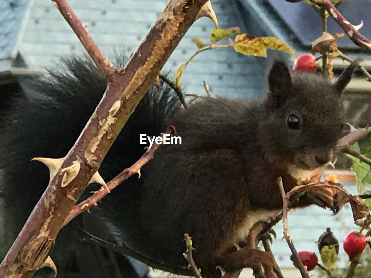 CLOSE-UP OF SQUIRREL EATING