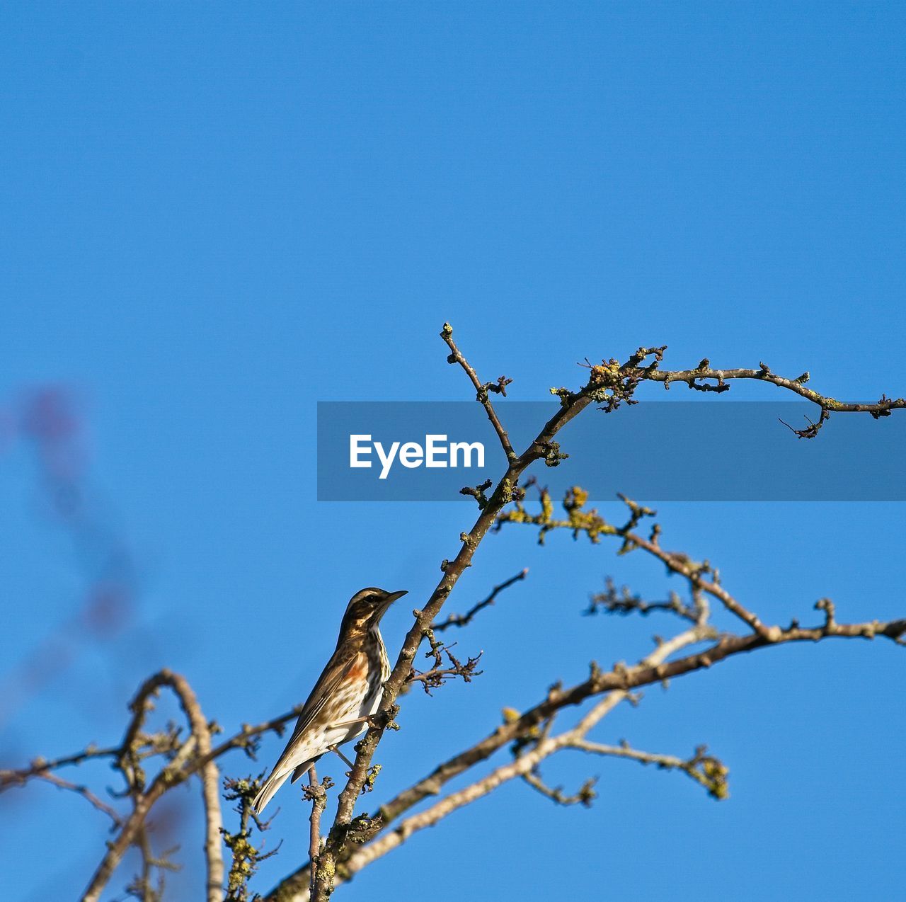 LOW ANGLE VIEW OF BIRDS PERCHING ON TREE