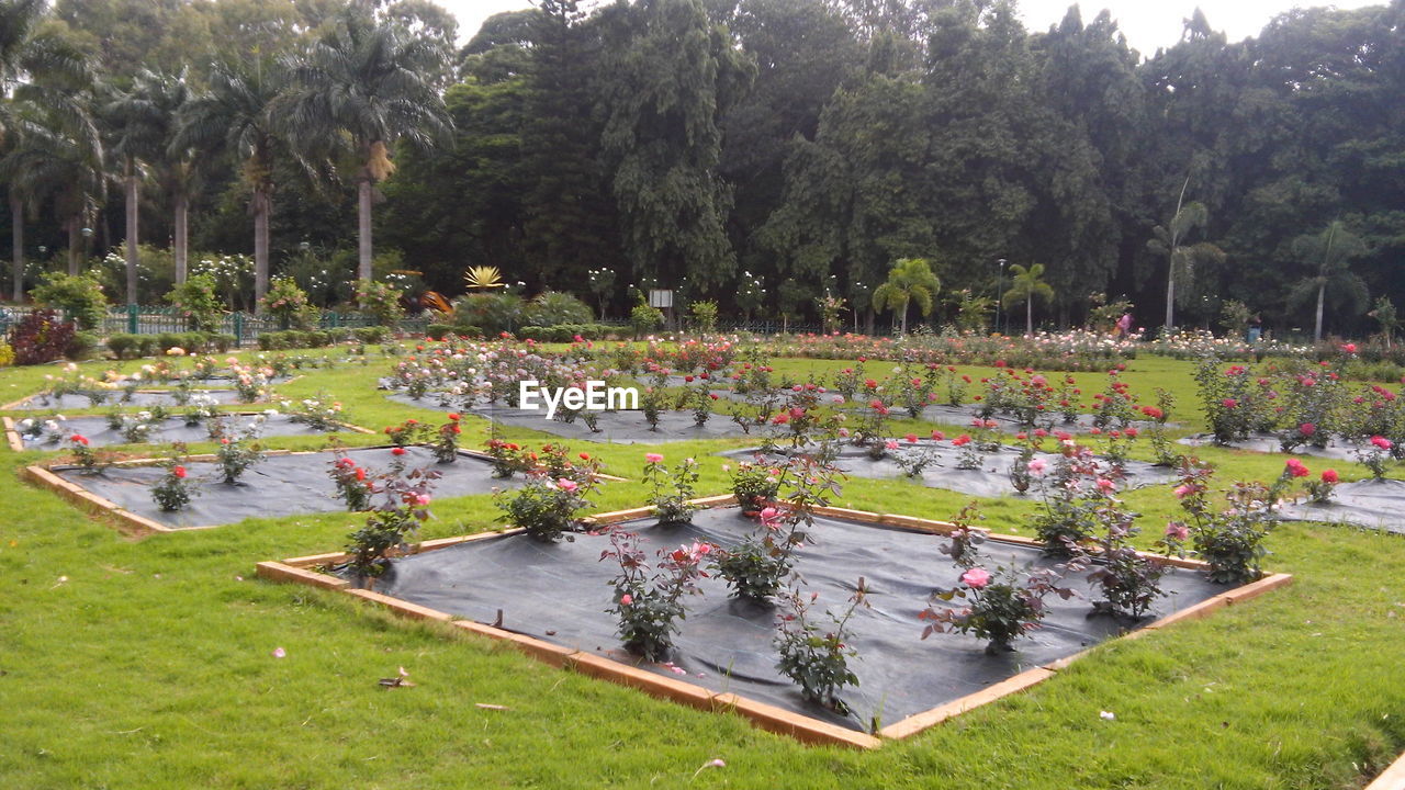 VIEW OF FORMAL GARDEN WITH TREES IN BACKGROUND