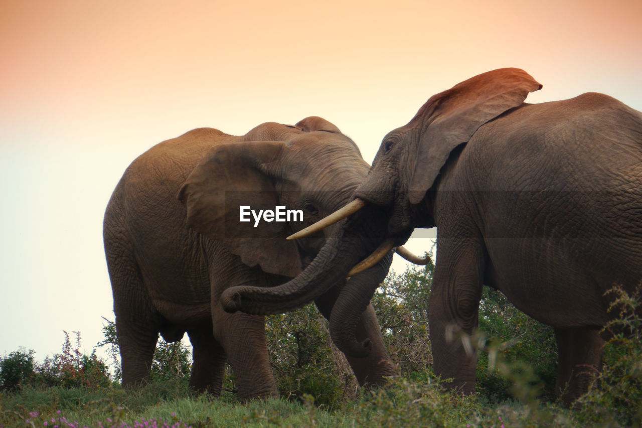 Elephants fighting on field against clear sky