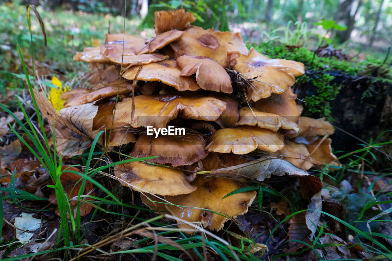 CLOSE-UP OF MUSHROOMS ON FIELD