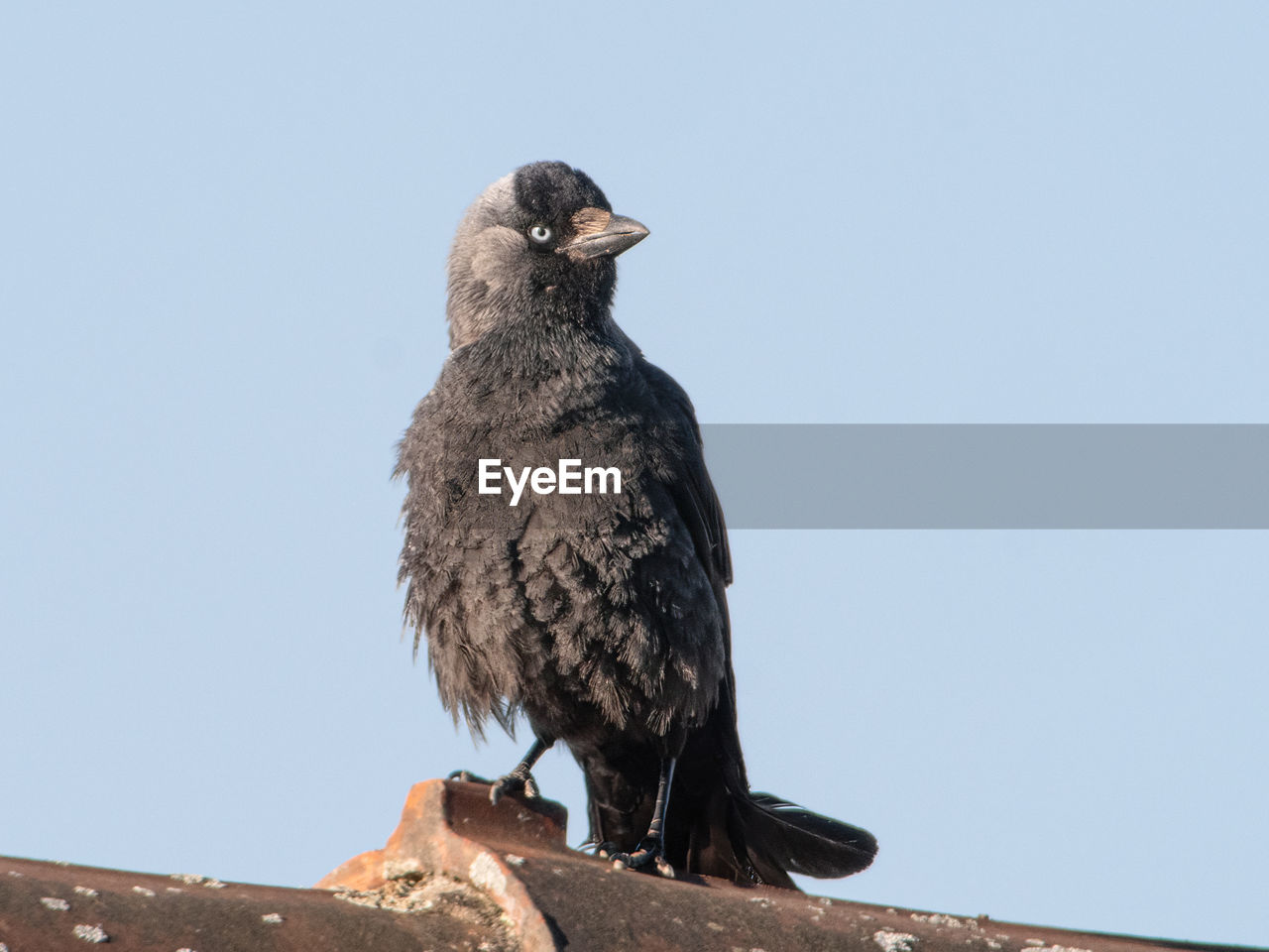 Low angle view of jackdaw perching against clear blue sky