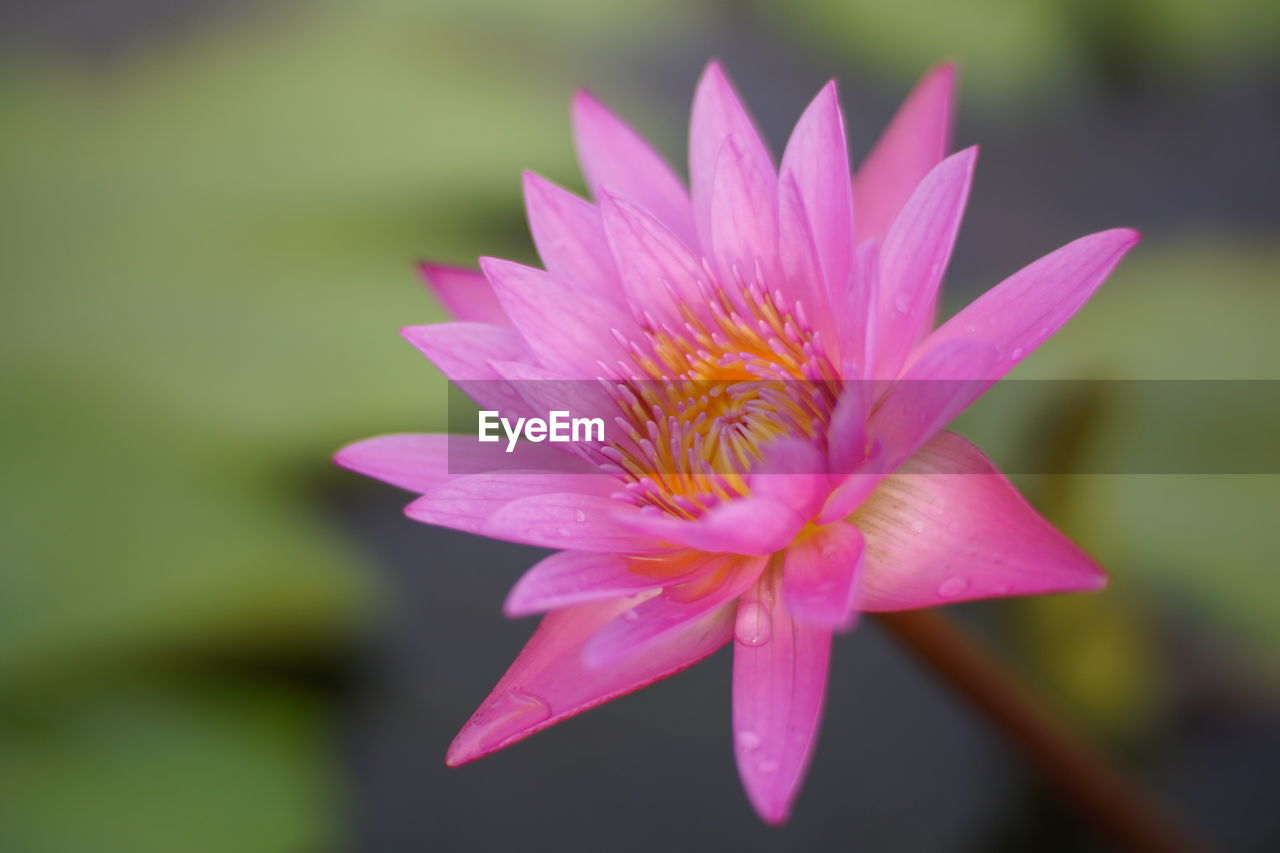 CLOSE-UP OF WATER LILY