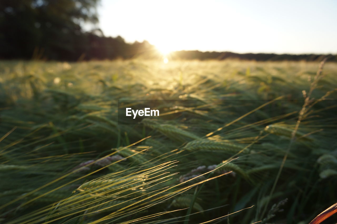 CLOSE-UP OF WHEAT ON FIELD