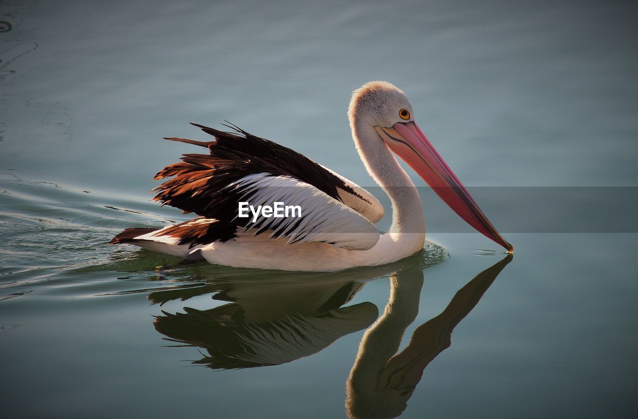 The tranquillity of pelican