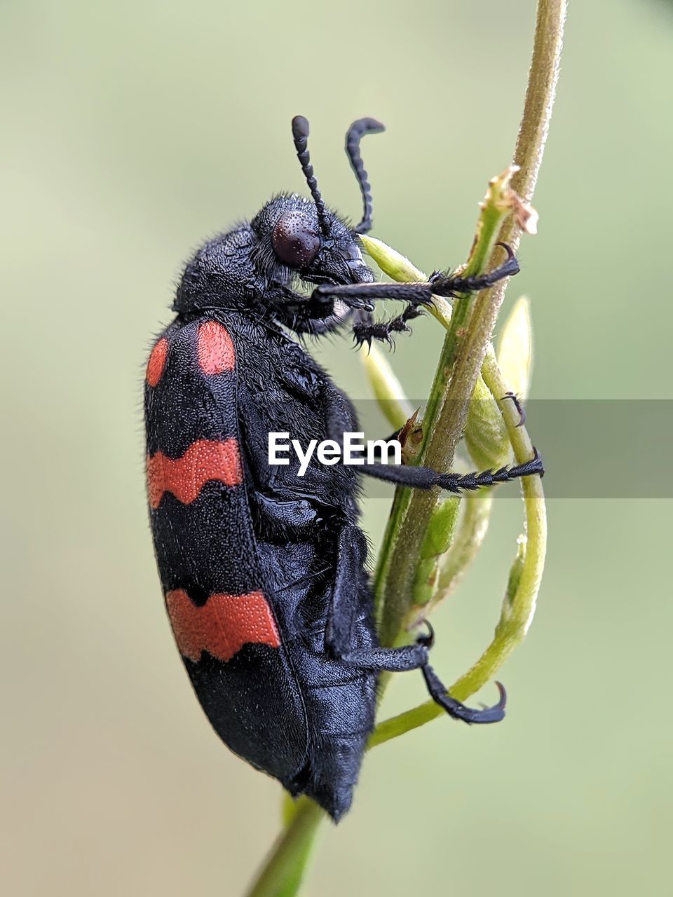 CLOSE-UP OF BUTTERFLY PERCHING ON A LEAF