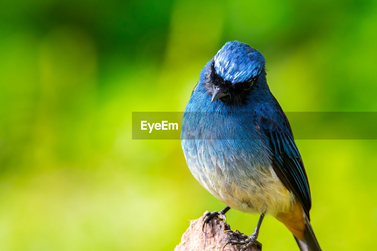 CLOSE-UP OF BLUE BIRD PERCHING ON WOOD