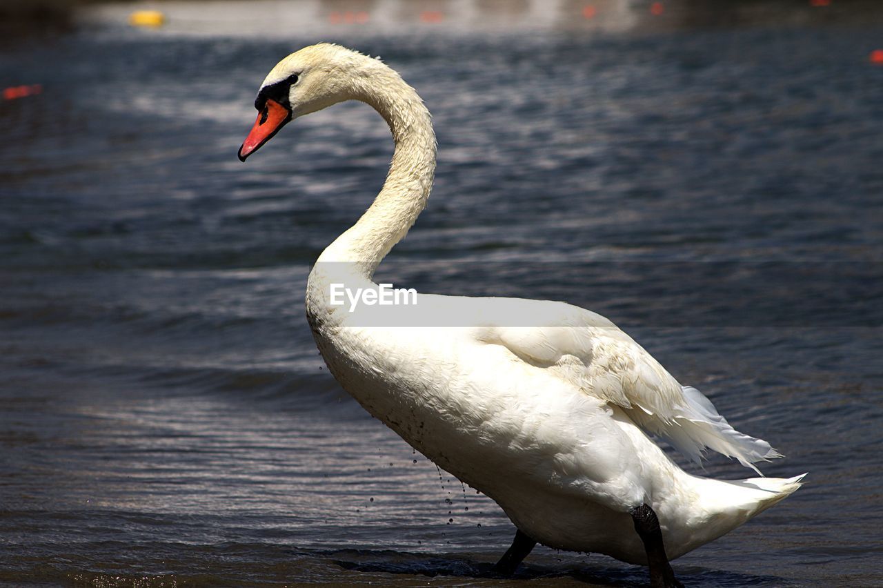 WHITE SWAN IN LAKE