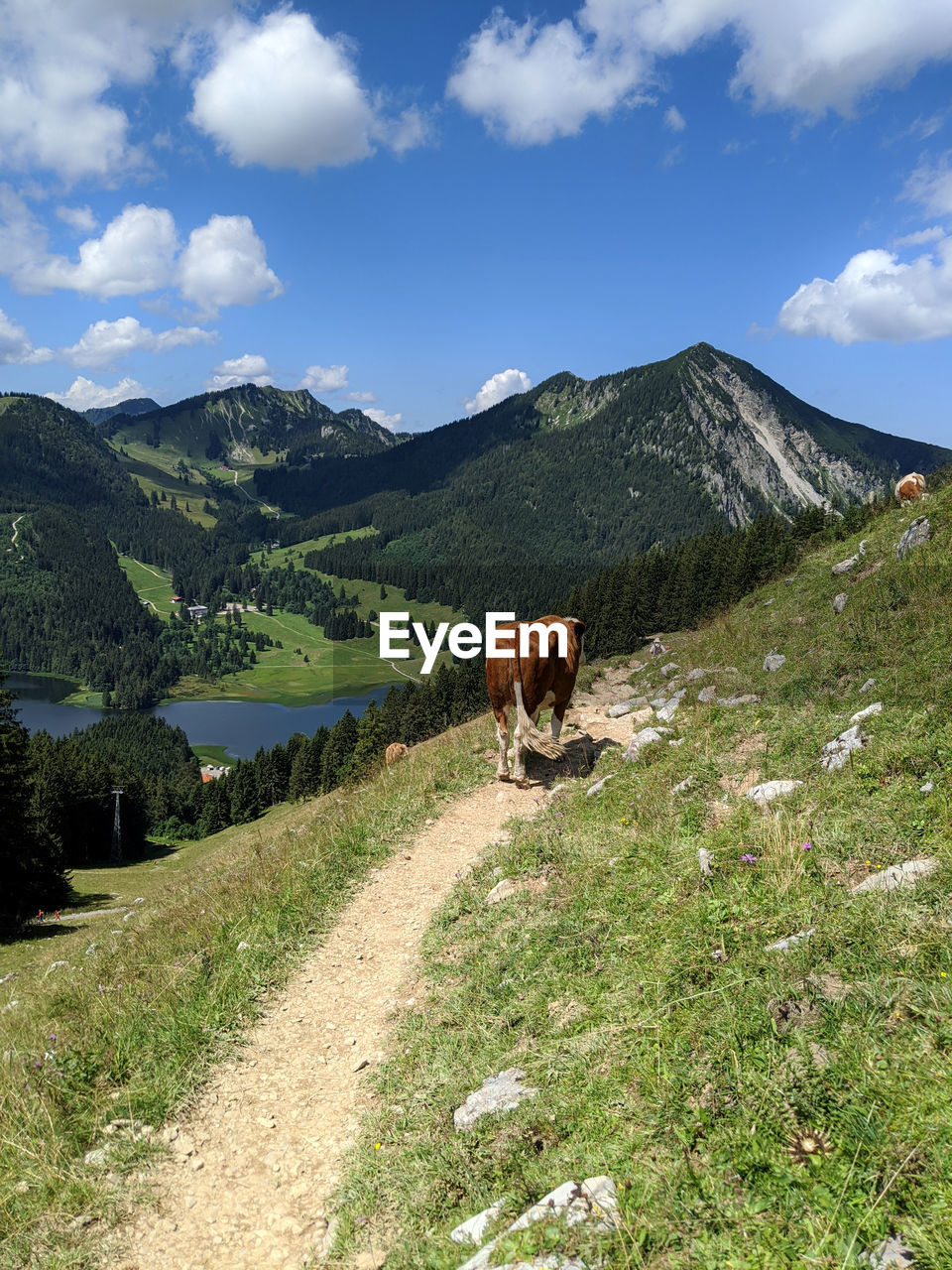 View of a cow on landscape against sky