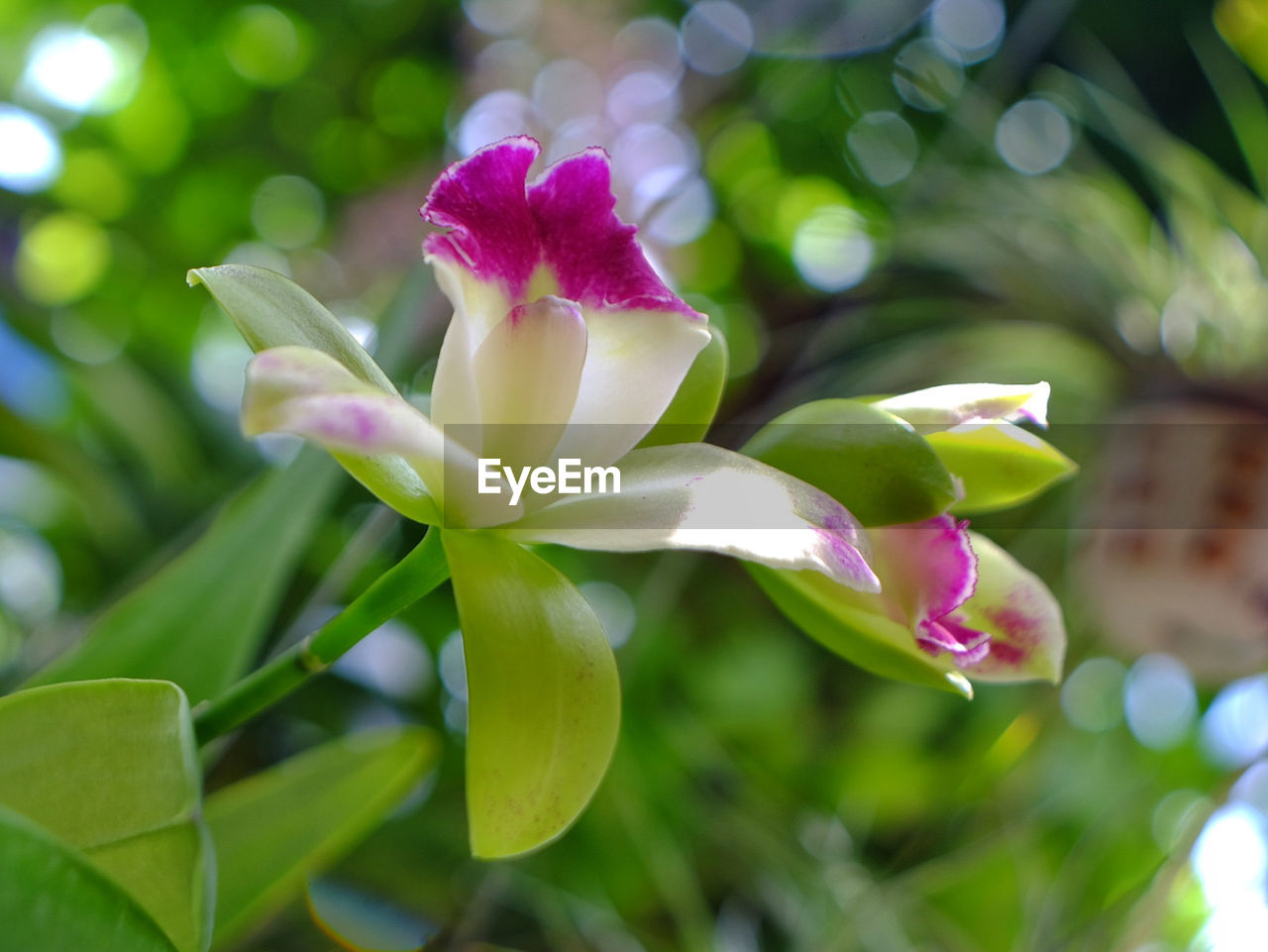 CLOSE-UP OF FLOWERING PLANT