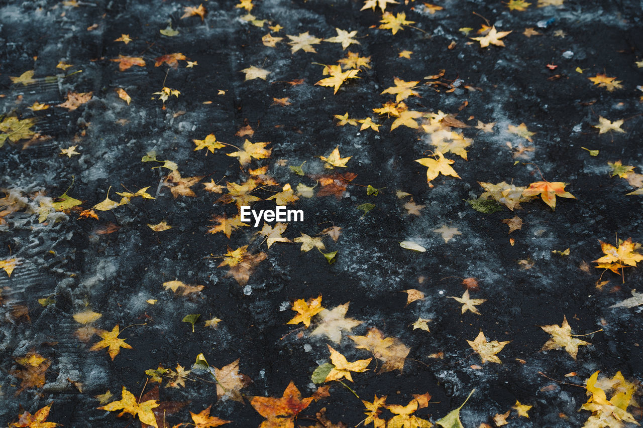 HIGH ANGLE VIEW OF YELLOW MAPLE LEAVES ON AUTUMNAL