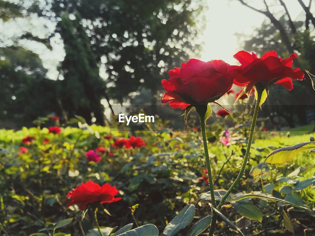 CLOSE-UP OF RED FLOWERING PLANTS ON LAND