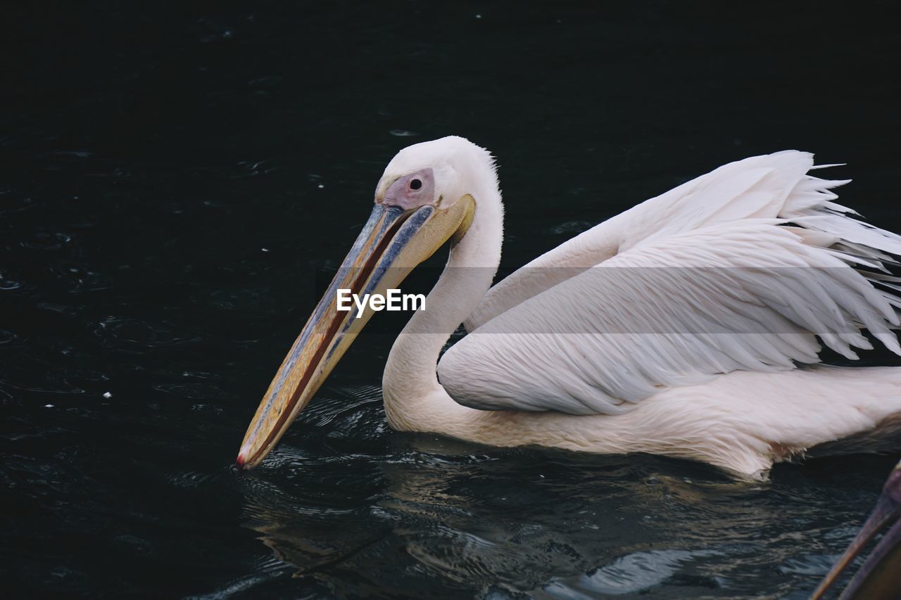 pelican, bird, animal themes, animal, animal wildlife, wildlife, seabird, beak, water, one animal, wing, no people, nature, lake, animal body part, white, water bird