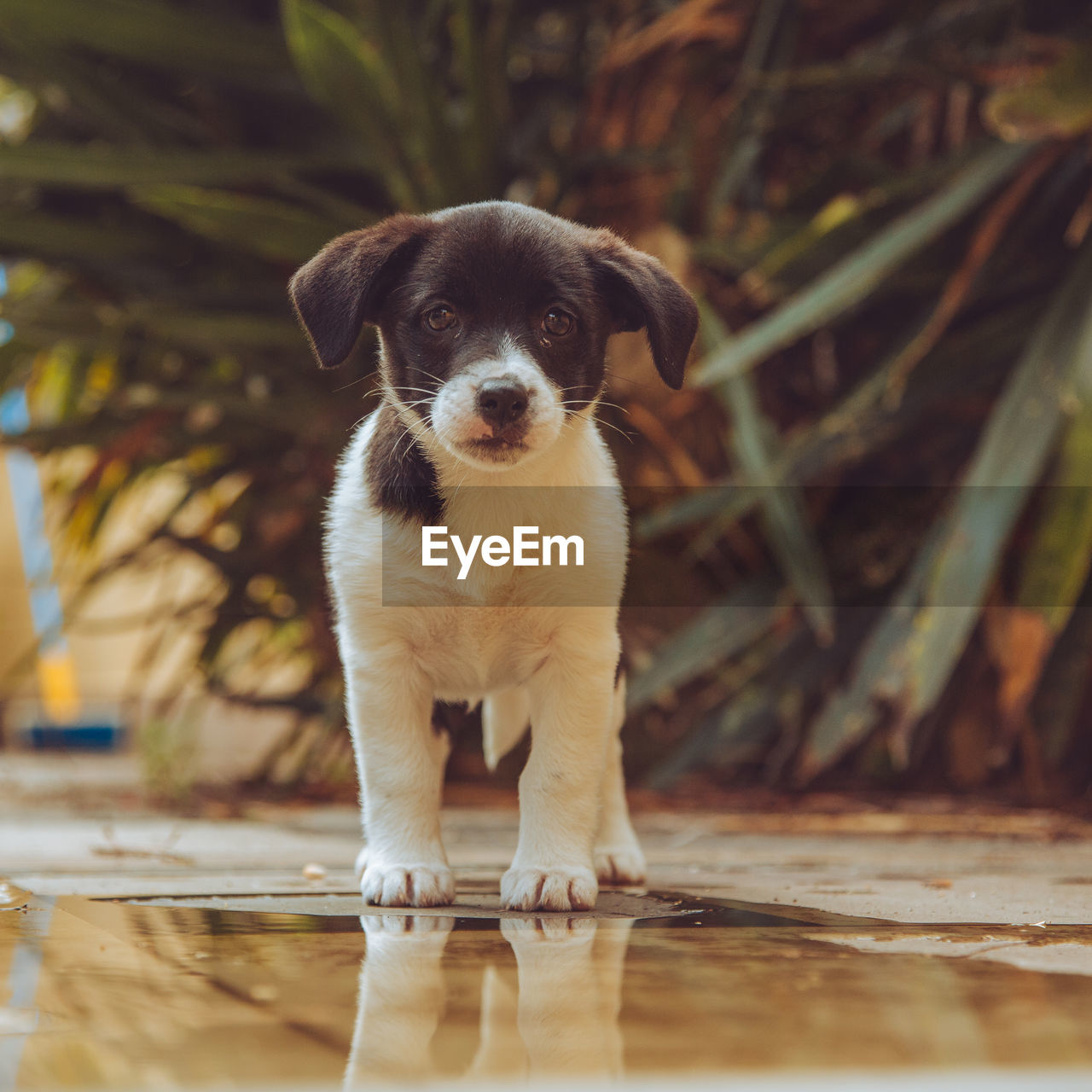 Inquisitive puppy looking towards camera