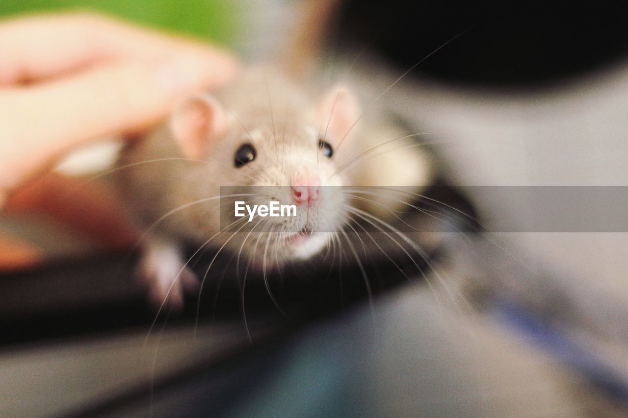 Close-up portrait of grey rat