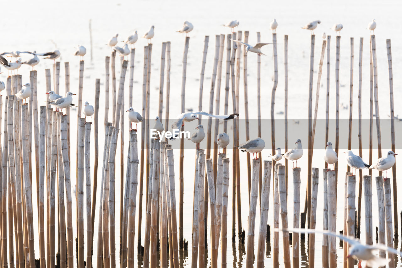 High angle view of seagulls perching on wooden post in sea