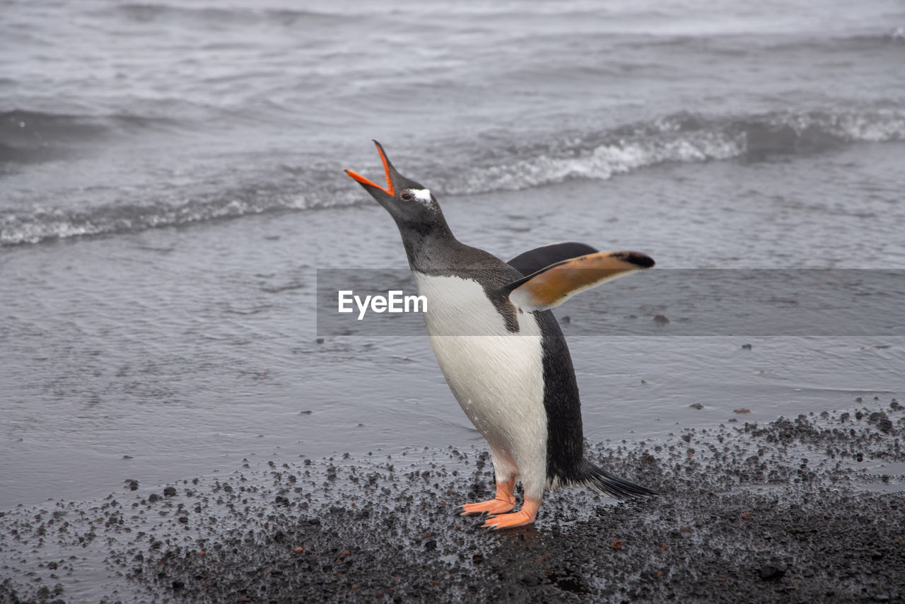 Close-up of single gentoo penguin on a sandy beach in antarctica