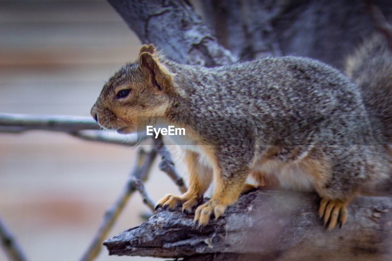 CLOSE-UP OF SQUIRREL ON WOOD