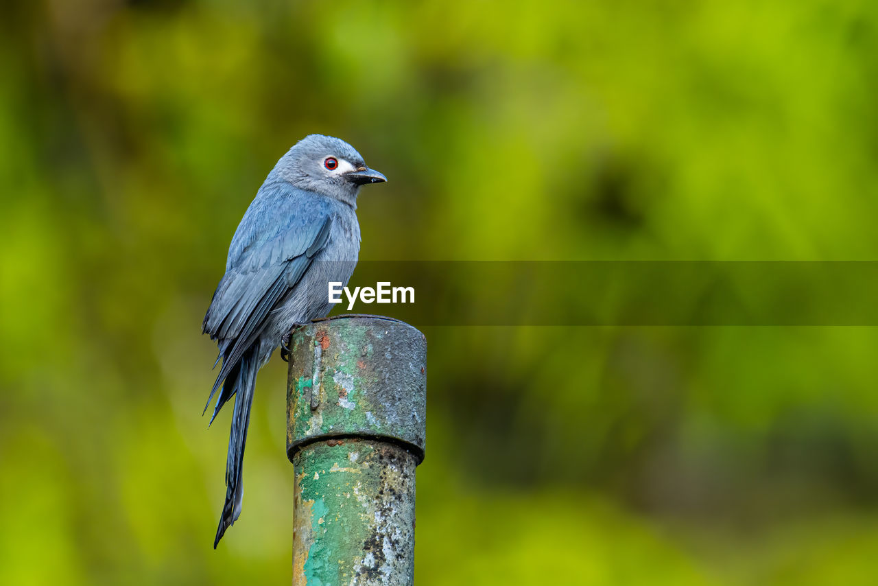 Nature wildlife image of an ashy drongo bird