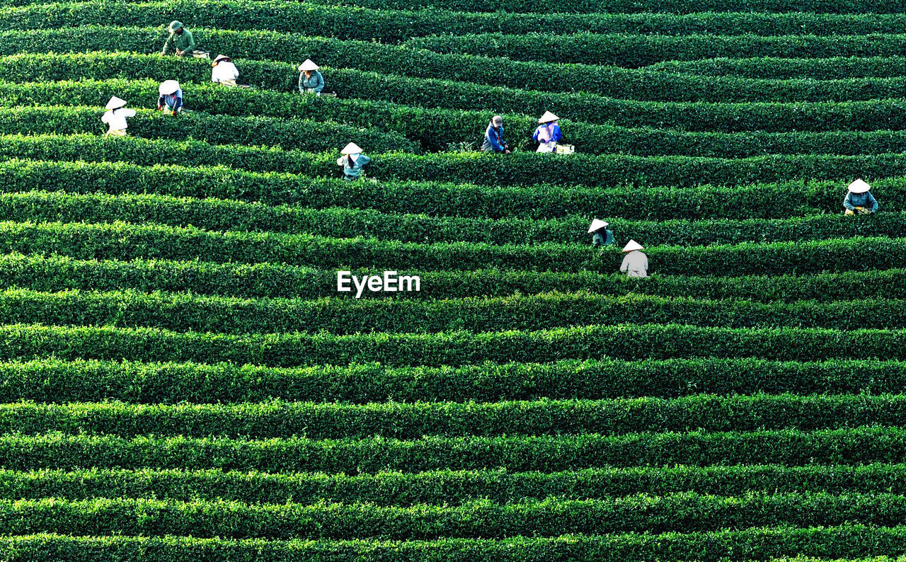 People working on tea plantation hill