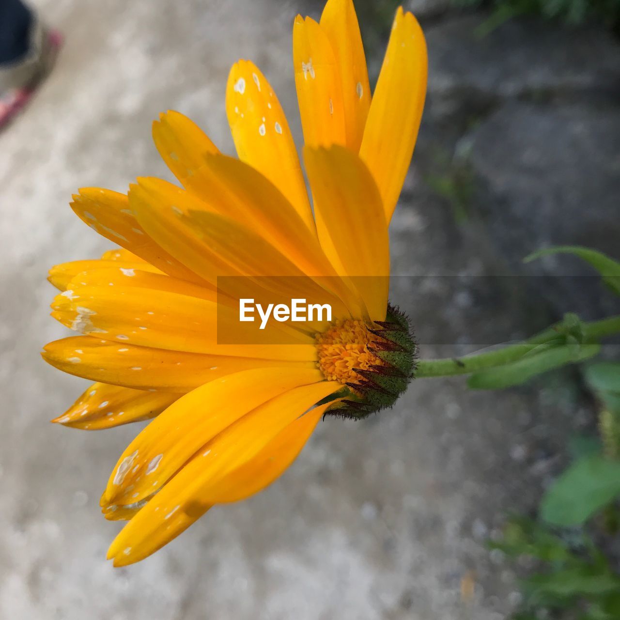 CLOSE-UP OF YELLOW FLOWER IN BLOOM