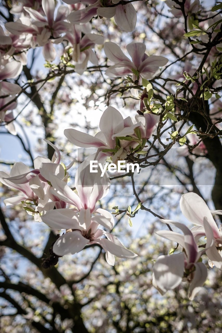 CLOSE-UP OF CHERRY BLOSSOM