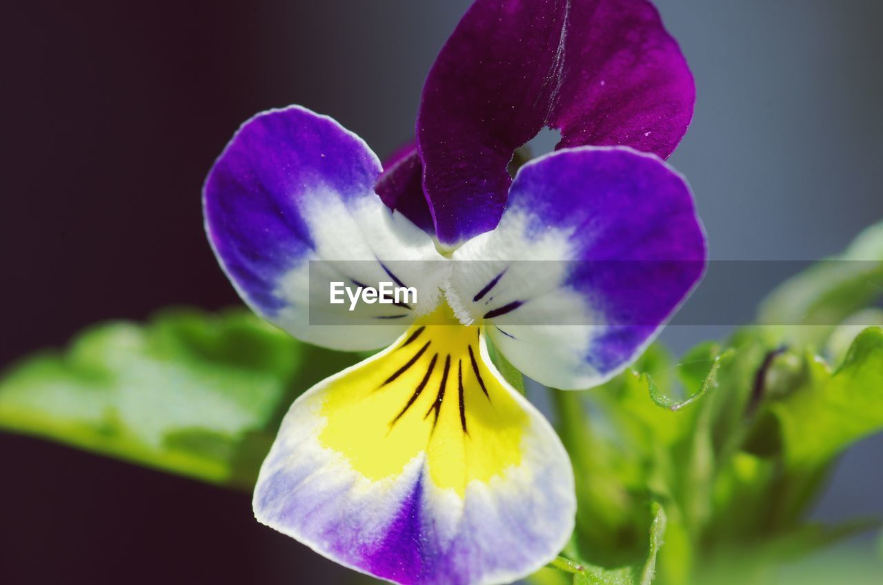 Close-up of purple flower