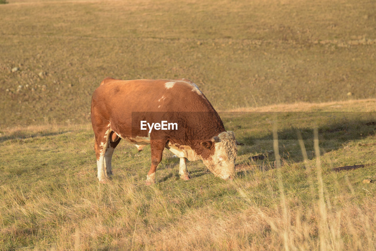 Cows grazing in a field