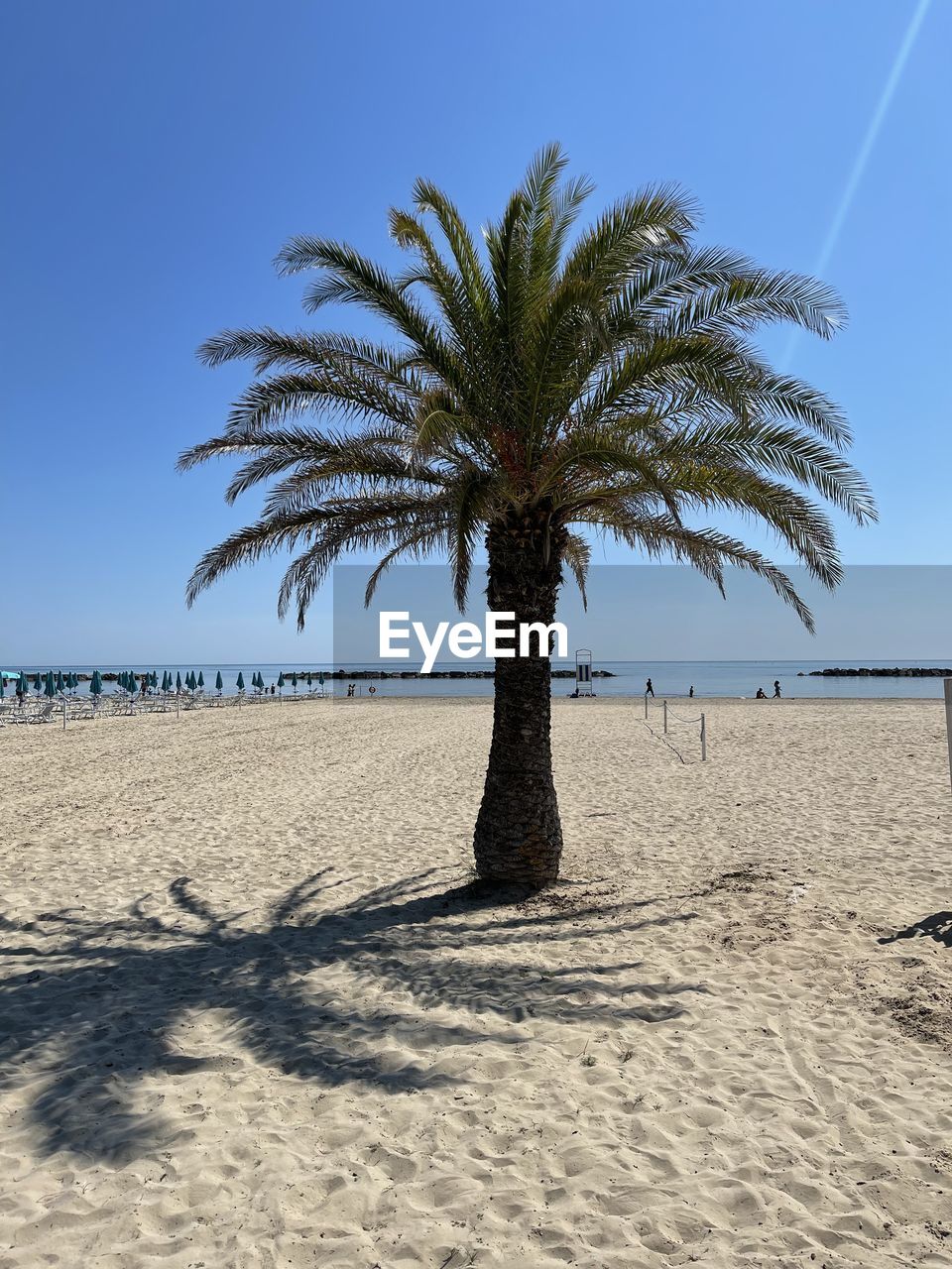 PALM TREE ON BEACH AGAINST CLEAR SKY